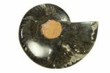 Cut & Polished Ammonite Fossil (Half) - Unusual Black Color #296318-1